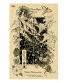 THE MAGICKAL BOTANICAL ORACLE CARDS